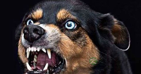 狂犬病 狂犬病