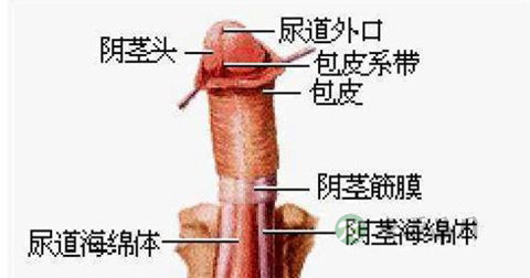 包皮龟头炎 包皮龟头炎