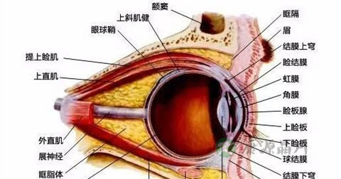红眼 红眼