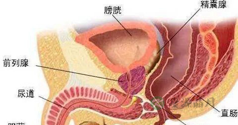 囊肿 囊肿