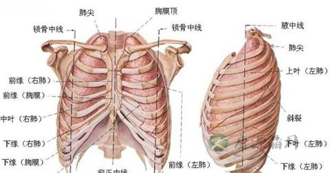 胸水检查 胸水检查