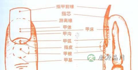 灰指甲 灰指甲