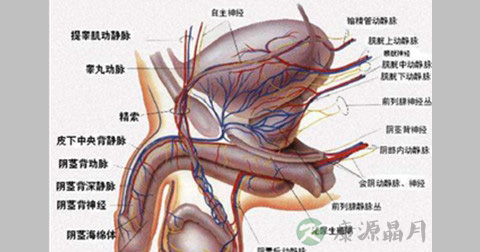 阴囊湿疹 阴囊湿疹