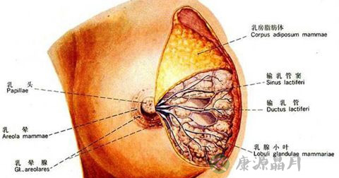 乳腺小叶增生 乳腺小叶增生