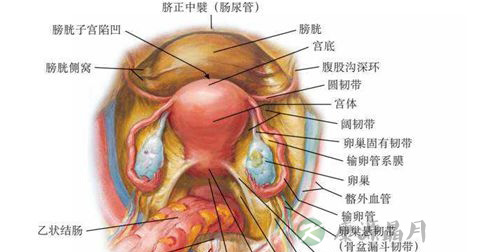 外阴瘙痒 外阴瘙痒