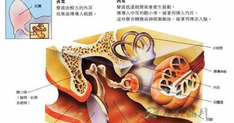 耳鸣 耳鸣