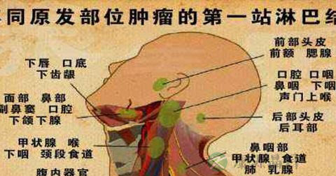 浅表淋巴结肿大 浅表淋巴结肿大
