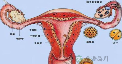宫颈粘液检查 宫颈粘液检查