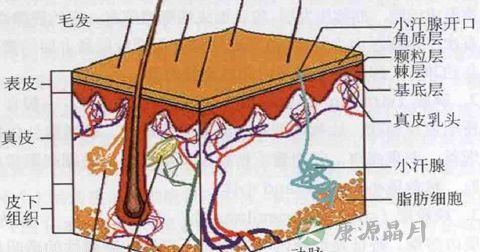 疱疹 疱疹
