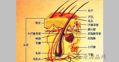 黑头粉刺 黑头粉刺