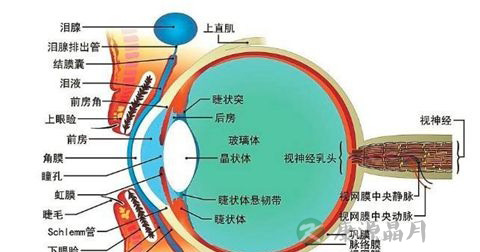眼睛痒 眼睛痒