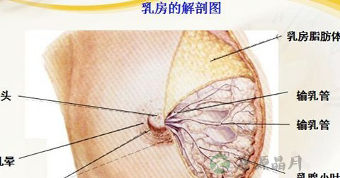 乳腺小叶增生 乳腺小叶增生