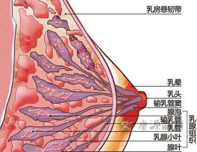 乳腺增生 乳腺增生