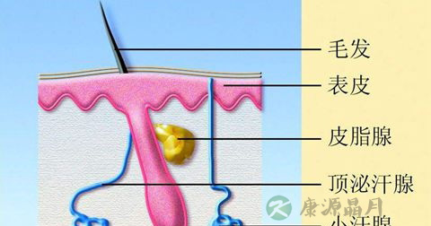 体毛脱落 体毛脱落