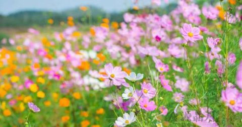 花朝节 花朝节