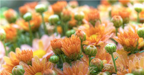 泼水节 泼水节
