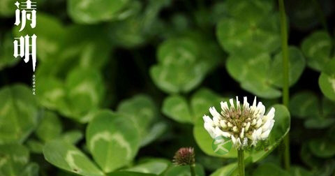 清明节 清明节