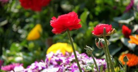 上巳节 上巳节