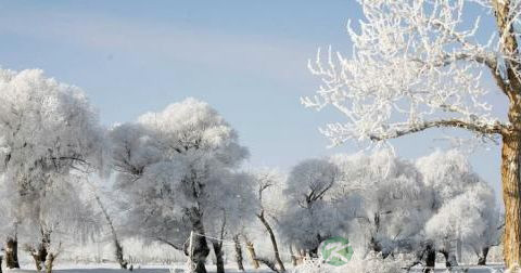 大雪 大雪