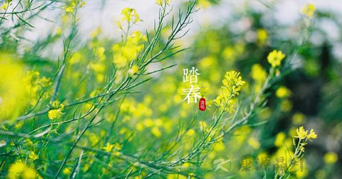 清明节 清明节