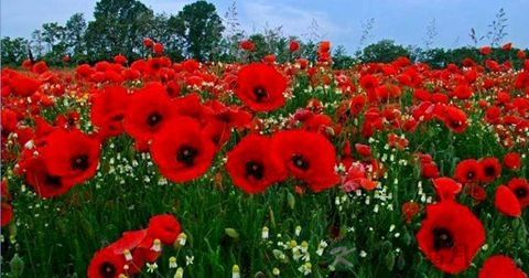 花朝节 花朝节