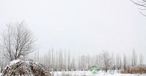 大雪 大雪