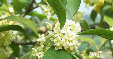 桂花 桂花