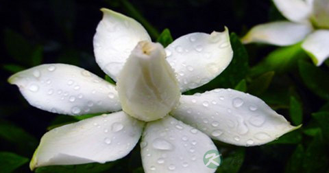 栀子花 栀子花