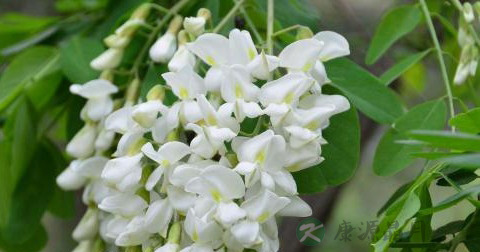 槐花 槐花