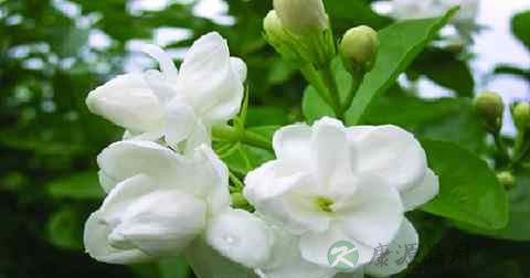 茉莉花 茉莉花