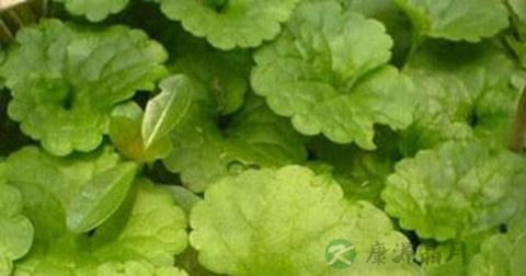 金钱草 金钱草
