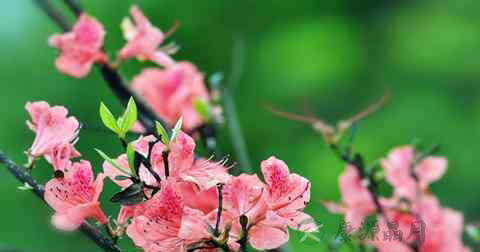 杜鹃花 杜鹃花