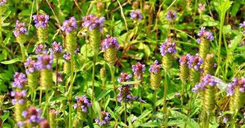 夏枯草 夏枯草