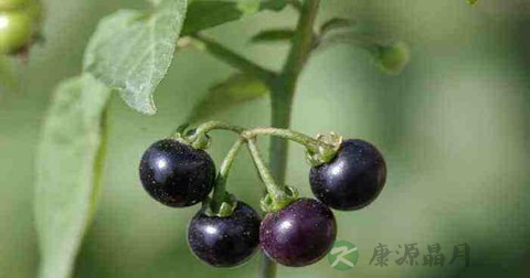 龙葵 龙葵