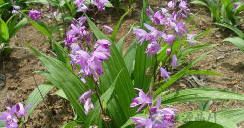 白芨 白芨
