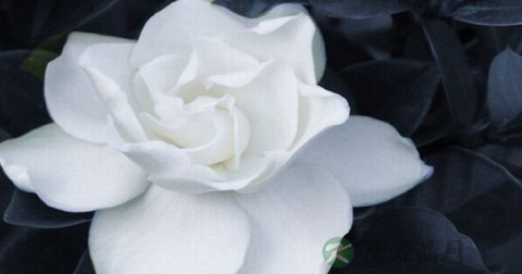 栀子花 栀子花