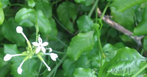 白花丹 白花丹
