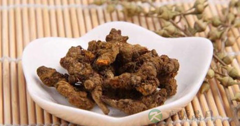 黄连 黄连