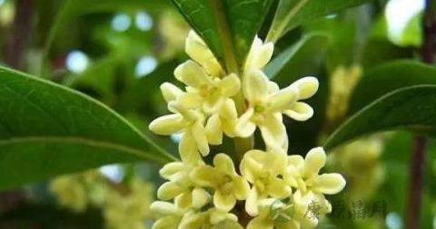 桂花 桂花