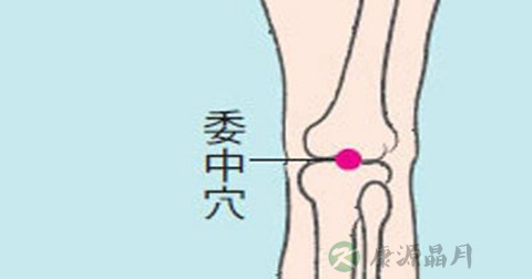 委中穴 委中穴