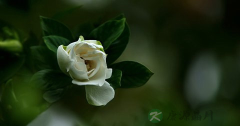 栀子花 栀子花