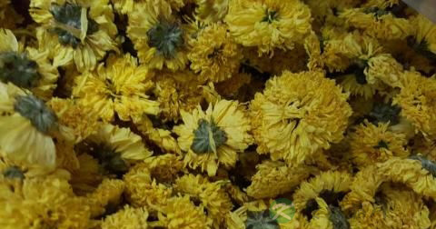 菊花 菊花