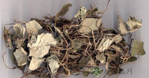 金钱草 金钱草