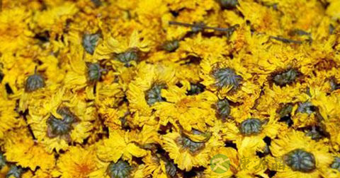 菊花 菊花