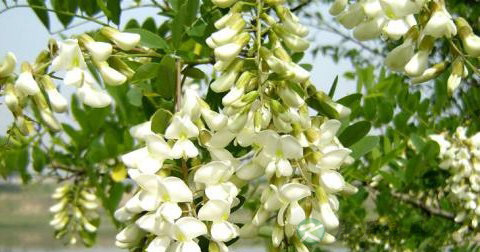 槐花 槐花
