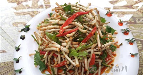 鱼腥草 鱼腥草