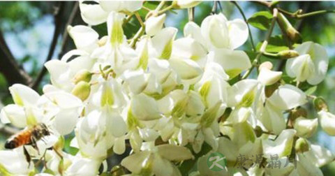 槐花 槐花