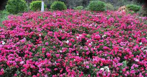 杜鹃花 杜鹃花