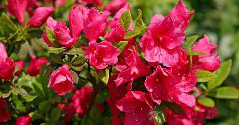 杜鹃花 杜鹃花