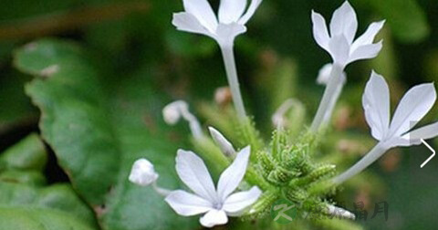 白花丹 白花丹